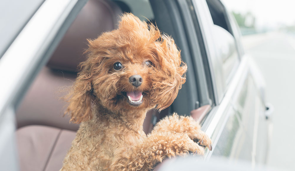 happy dog